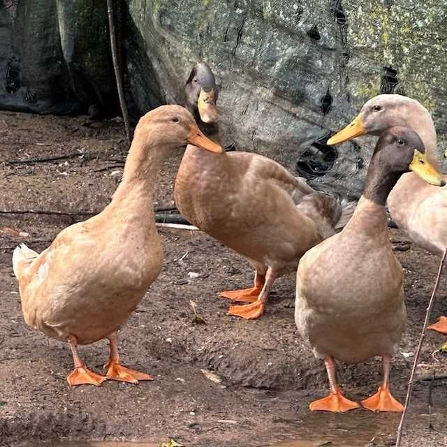 Patos reais / Khaki Campbell de 2025