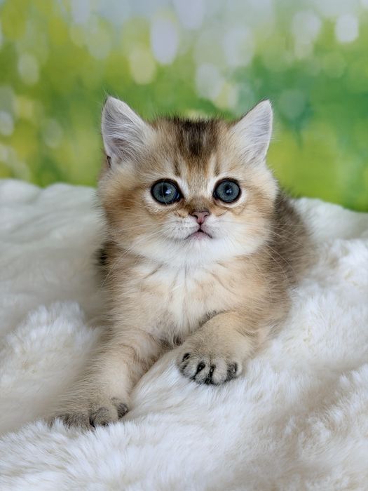 Мальчик няшка британские котята