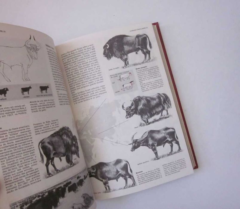Enciclopédia COMBI Visual (8 volumes)