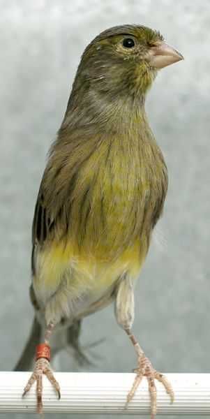 Vendo canários escuros