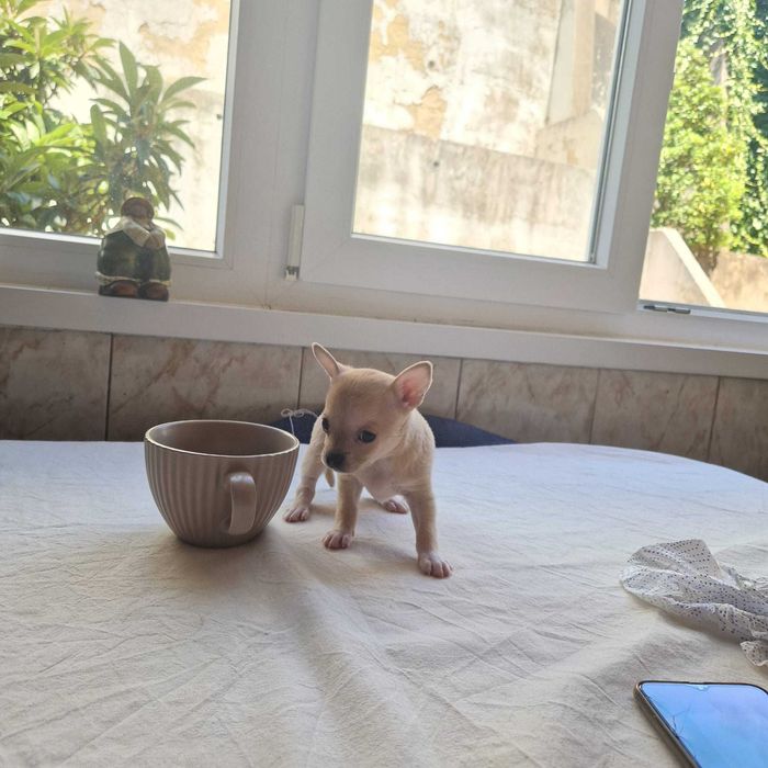 Chihuahua macho miniatura,