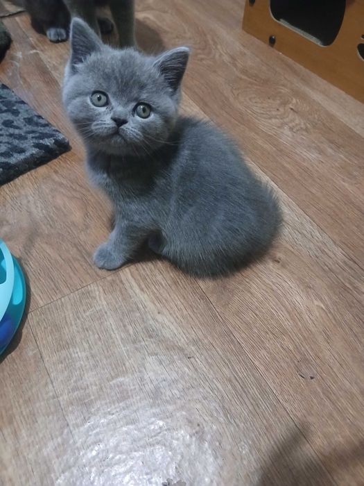 Кот приглашает на вязку