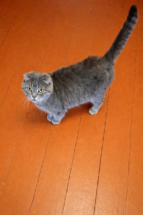 Шотландська висловуха кошечка Димка  тиха, ніжна, дуже гарна дівчинка