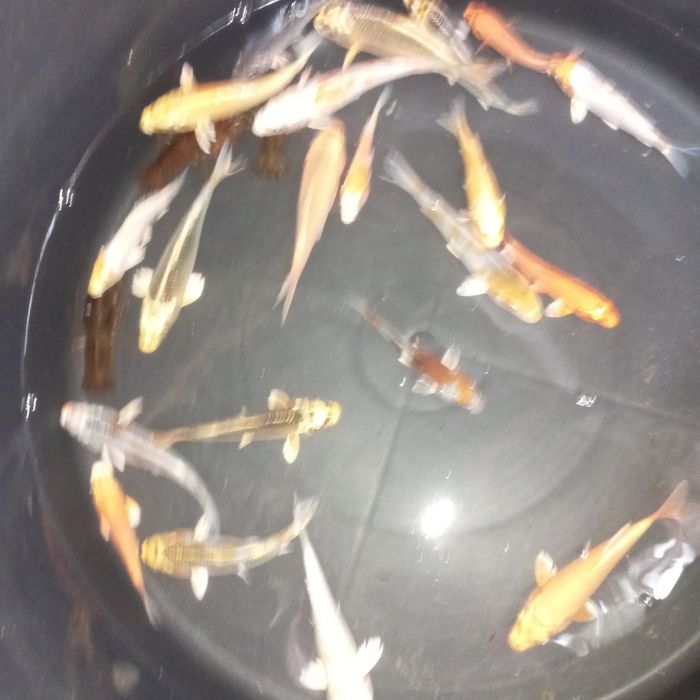 Karp koi w sprzedaży itp