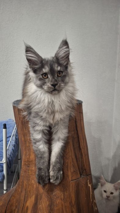 Кошенята мейн кун