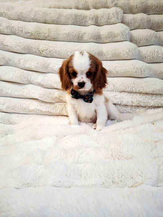Cavalier King Charles Spaniel