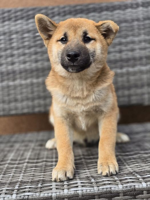 SHIBA INU szczeniak do odbioru gotowy metryka chip pies