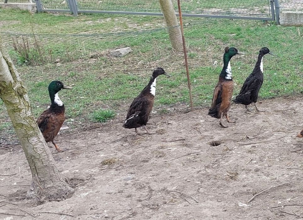 Kaczki Biegusy  Indyjskie jaja lęgowe. lęgowe