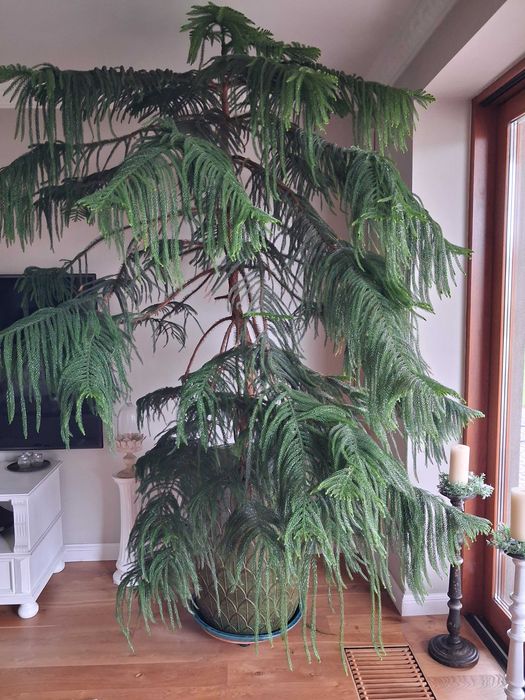 roślina - araukaria