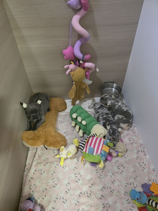 Кому блакитного гномика