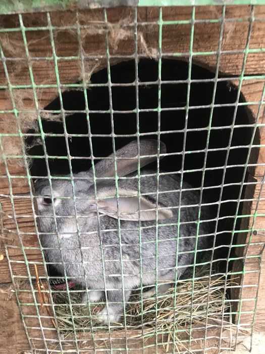 кролики домашні .