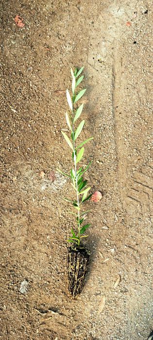 Oliveiras ‘Galega’