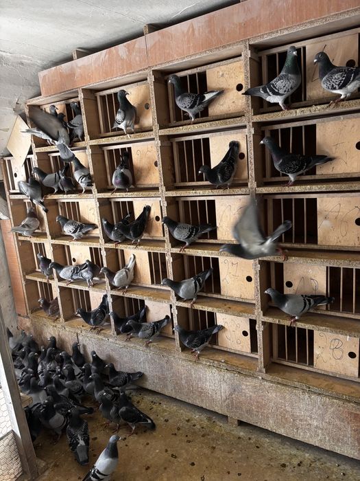 Likwidacja hodowli  gołębi pocztowych .