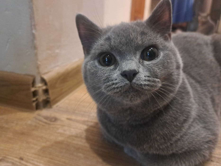 Brytyjskie Krótkowłose