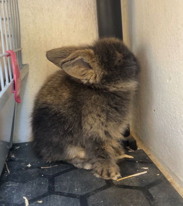 Coelhinho - Mix Mini Lop + Lionhead.