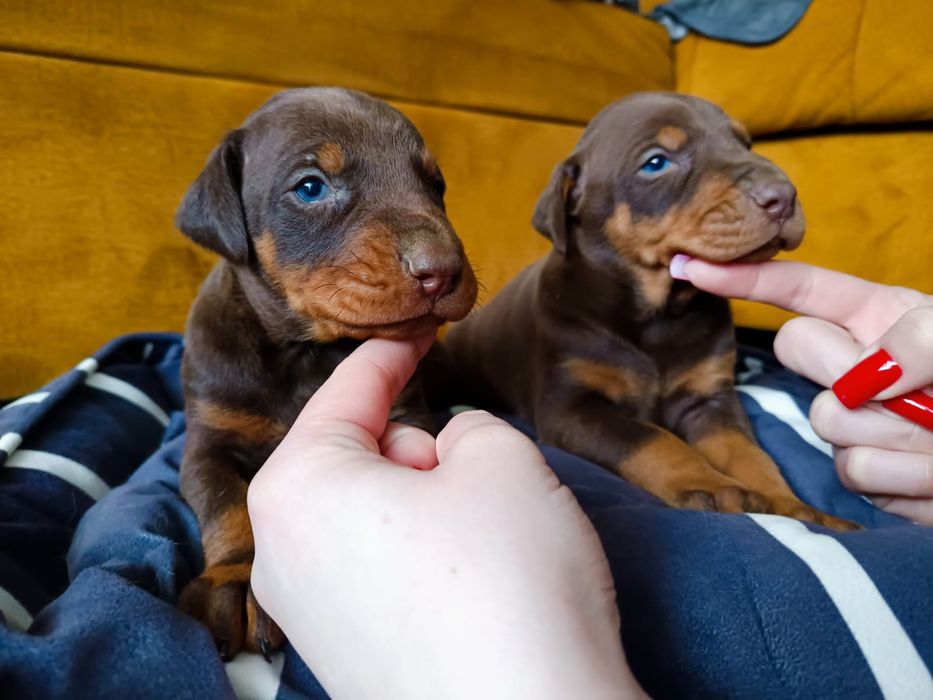 Doberman Chłopcy