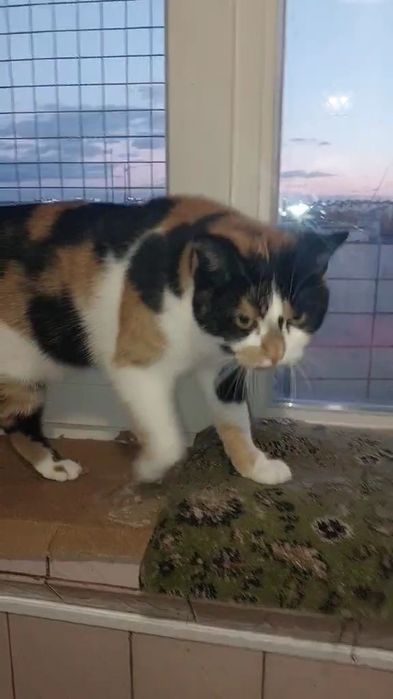 Отдам кошку трехцветку, стерилизована, 1,5 года