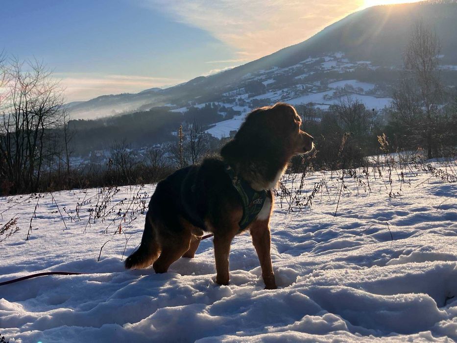 Miciu nie prosi o wiele… tylko o dom i miłość