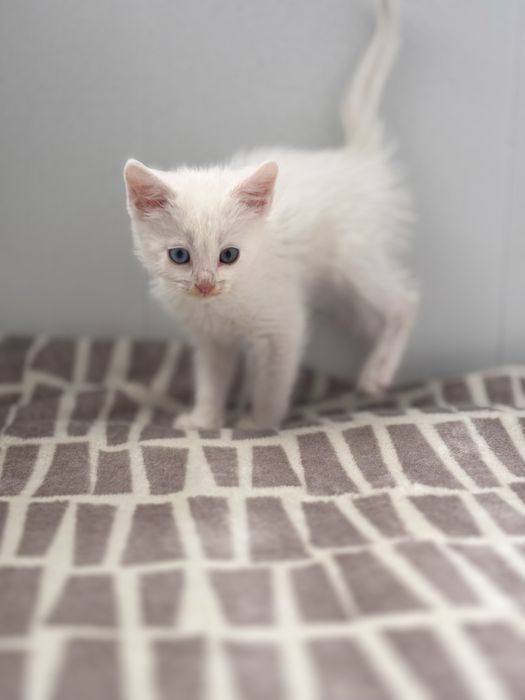 Кошеня хлопчик білий