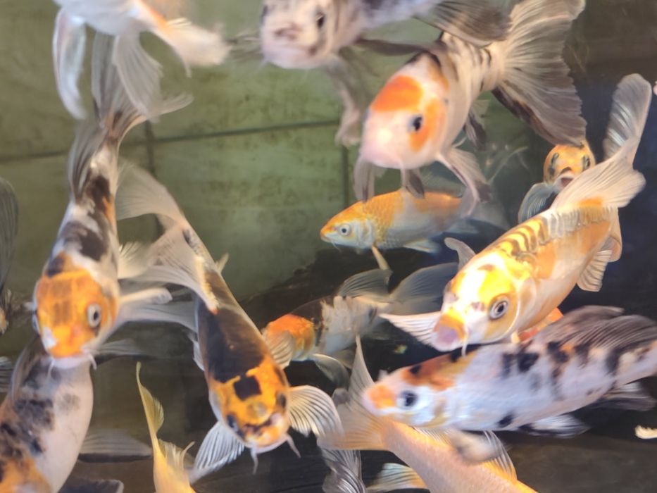Karp baterflay !