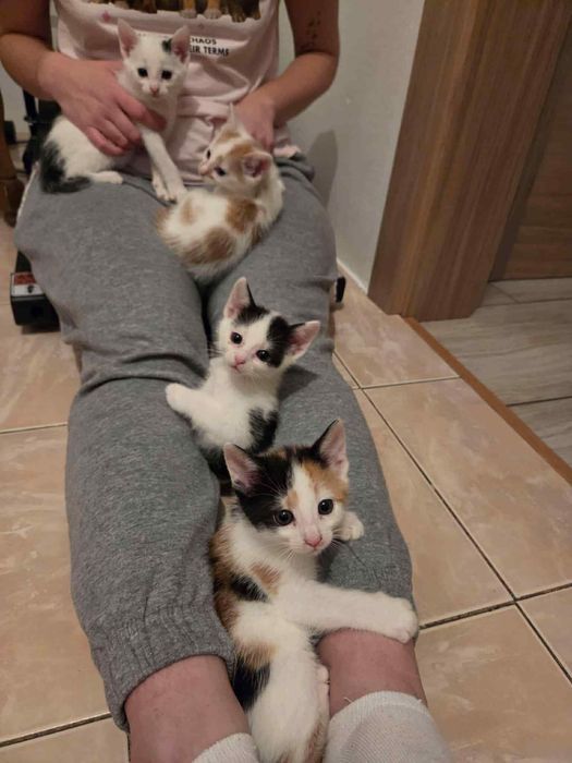 Potrzebne domy dla maluchow i kociej mamy (mogą isc osobno)