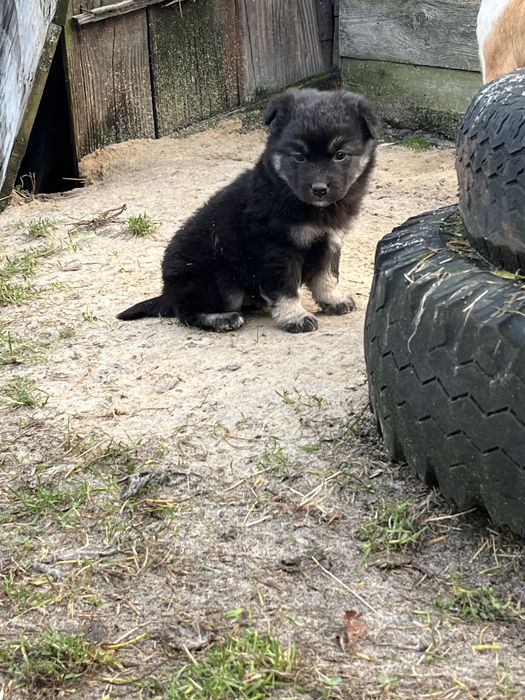 Віддамо в добрі руки цуценят