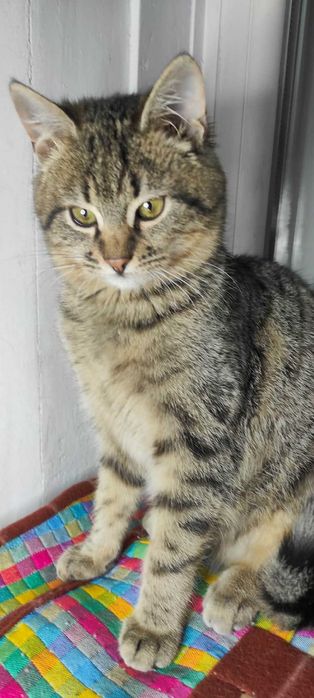 Кошенята в добрі руки