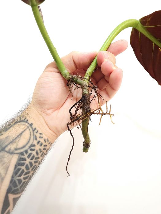 Philodendron Subhastatum Tamarindo
