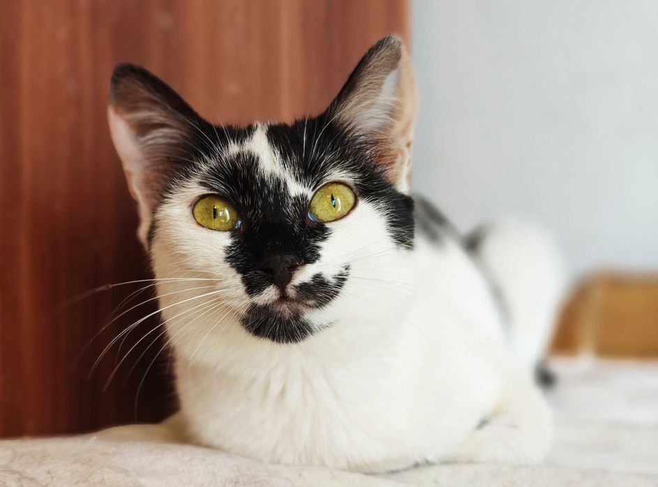 Гарна, незвичайна, екзотична кото-дівчинка Панді (4 міс.). Кошка