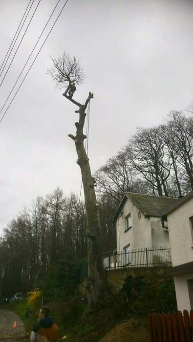 Wycinka i przycinanie drzew metodą alpinistyczną