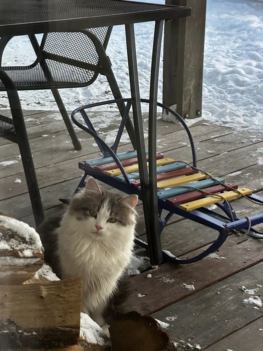 Котик, кіт, кошенята