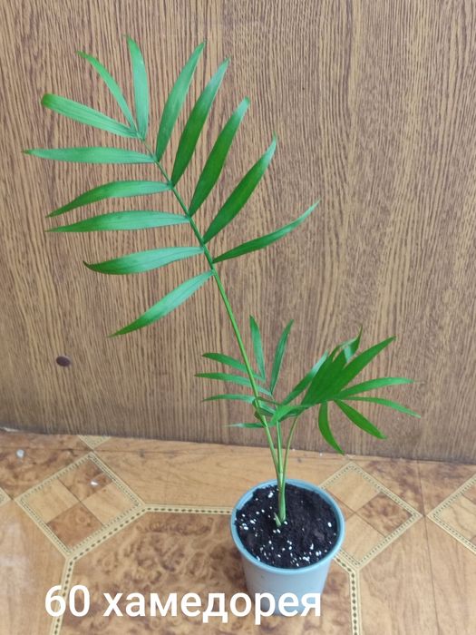 Продам домашні вазони місто Хмельницький