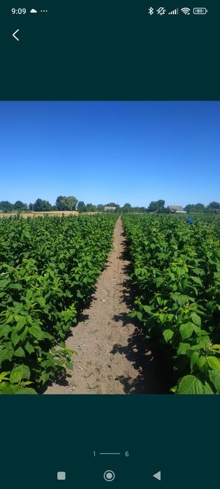 Саджанці найкращих сортів малини