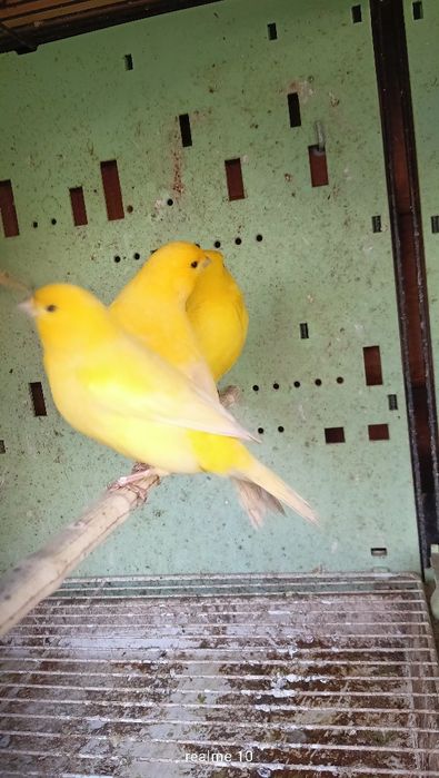 Samce Kanarki młode 25r