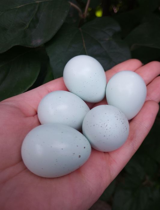 Інкубаційне яйце перепелів породи Смокінг, Техас та Селадон