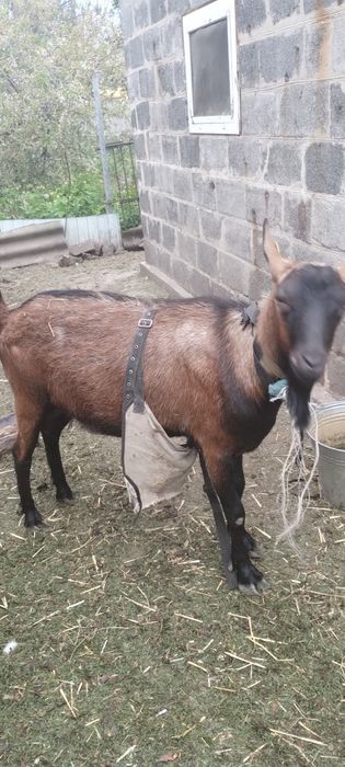 До вашого подвір'я переїде чудовий цап/козел альпійської порди, французька  лінія