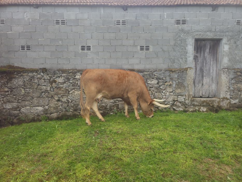 Vaca Barrosã com Cria