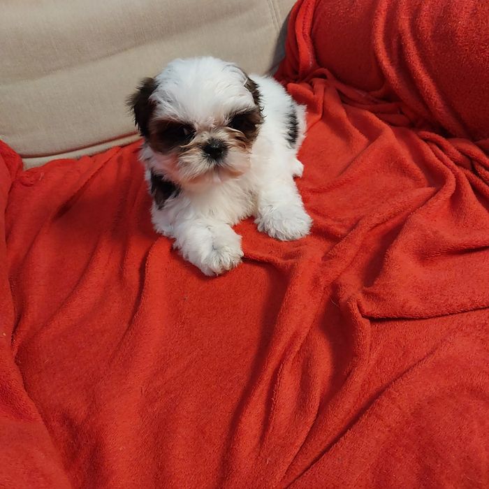 Śliczne samce  shih-tzu z rodowodem