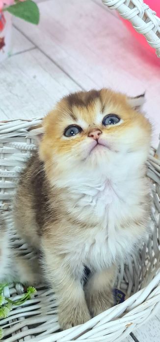 Красуня шотландочка золотої шиншили