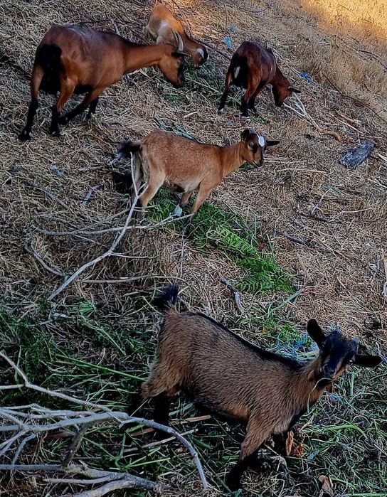 Cabras anãs bebés  e dóceis para venda
