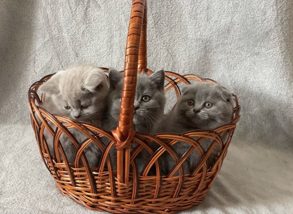 Чистокровні шотландські висловухі кошенята Scottish Fold