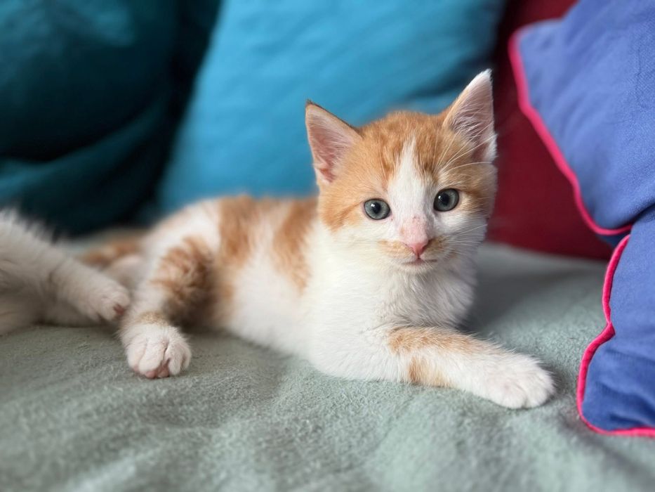 Rude kociaki (kocurki) szukają domu razem lub osobno