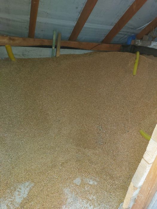 Pszenica ozima zbiór 2025