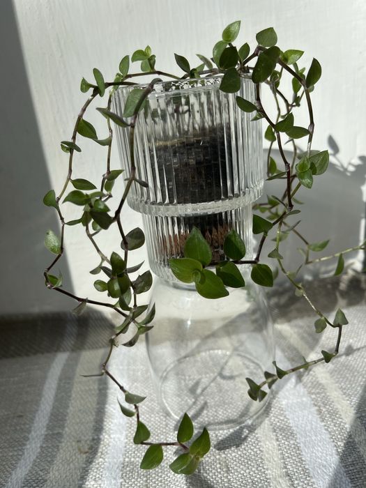 Каллізія повзуча