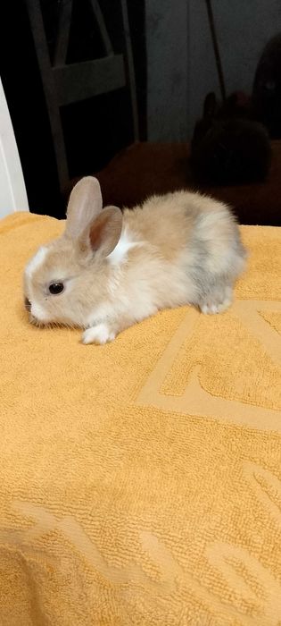 Króliczki miniaturki