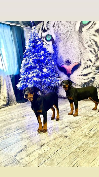 Доберман.  Хлопчик з документами