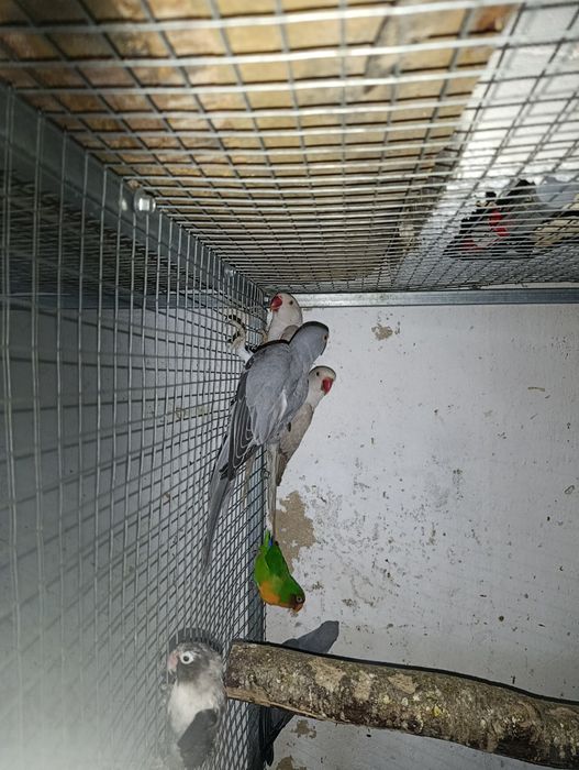 Ring neck verde e cinzentos