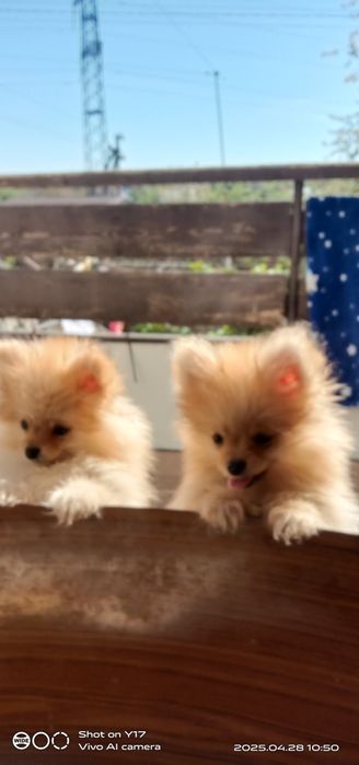 Дівчатка,Померанський шпіц