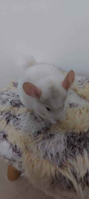 Animal de estimação