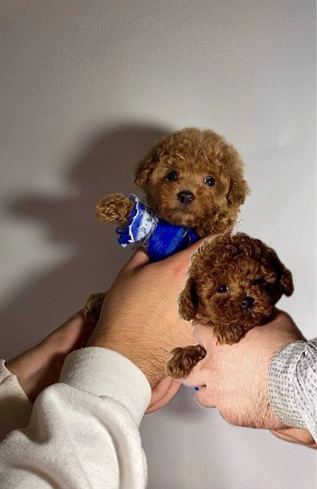 Забавні пухнастики міні мальтипу / той пудель бебі фейс